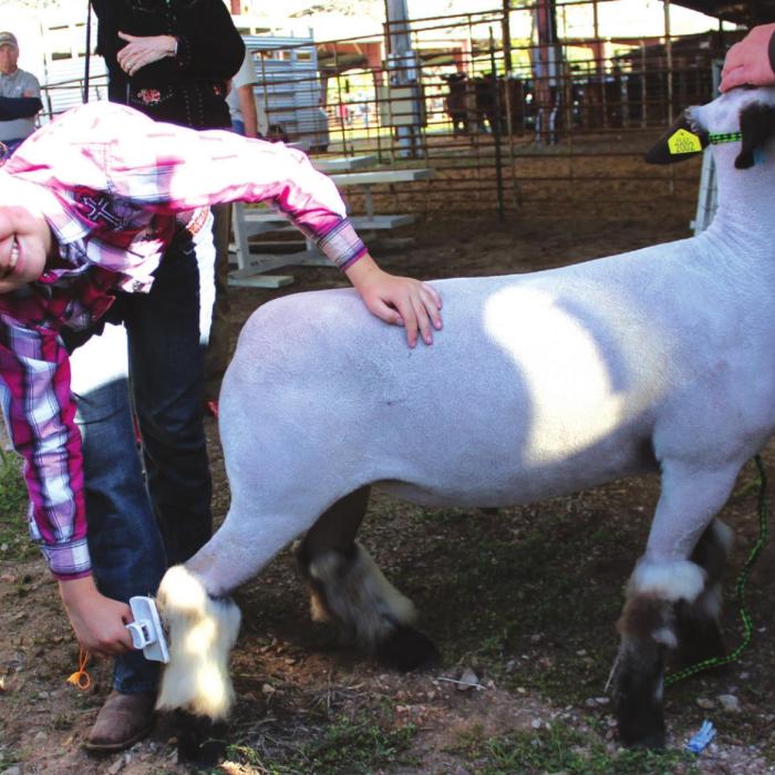 Mattie Muzny gets her lamb perfect before the show Friday morning. Photos by Jeff Wick
