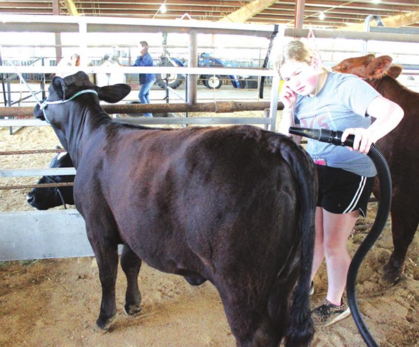 Rheagan Karisch was busy making sure her entries in the steer and heifer competitions were perfect.