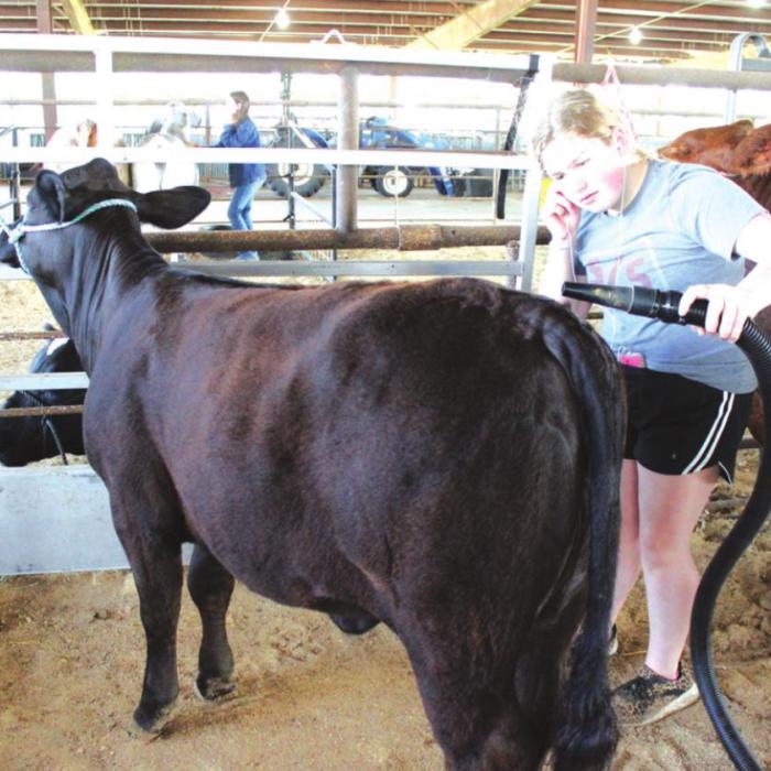 Rheagan Karisch was busy making sure her entries in the steer and heifer competitions were perfect.