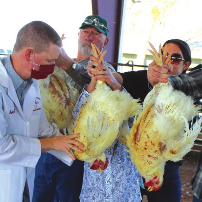 The judging of the Broiler Division Friday.