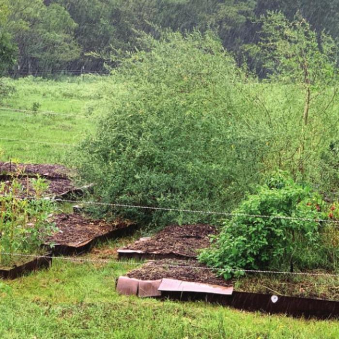 A view of Martin Payne’s raised bed garden near Fayetteville. Payne designed and manufactures raised bed garden kits from 3/16 inch steel. Each four foot by four foot bed costs $120. They should last for many years.