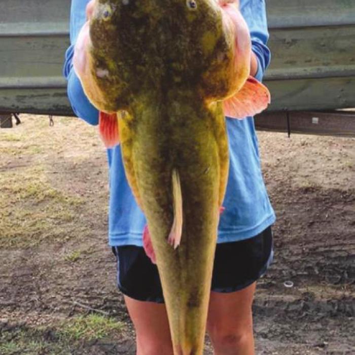 Denham Trot Line Catch