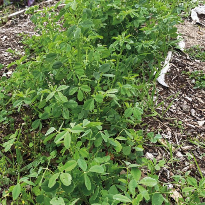 A patch of sweet clover growing in a row in my garden. To the right of the row, you can see the cardboard and mulch that I use to cover the walking spaces between the rows. It’s about time to replenish the mulch.