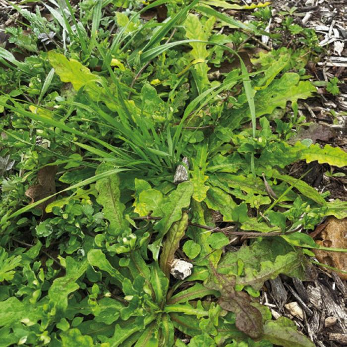 A patch of weeds in another row that’s mostly cat’s-ear. Notice how the serrated leaves spread and cover the ground, serving as a living mulch.