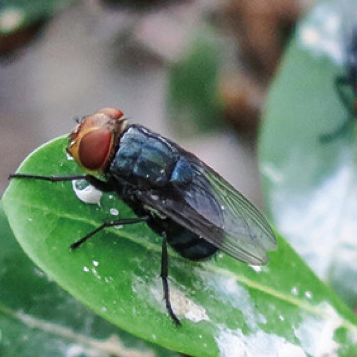 The New World screwworm fly hasn’t appeared in Texas since eradication in the 1960s. But its reappearance in Mexico has many cattle producers worried.