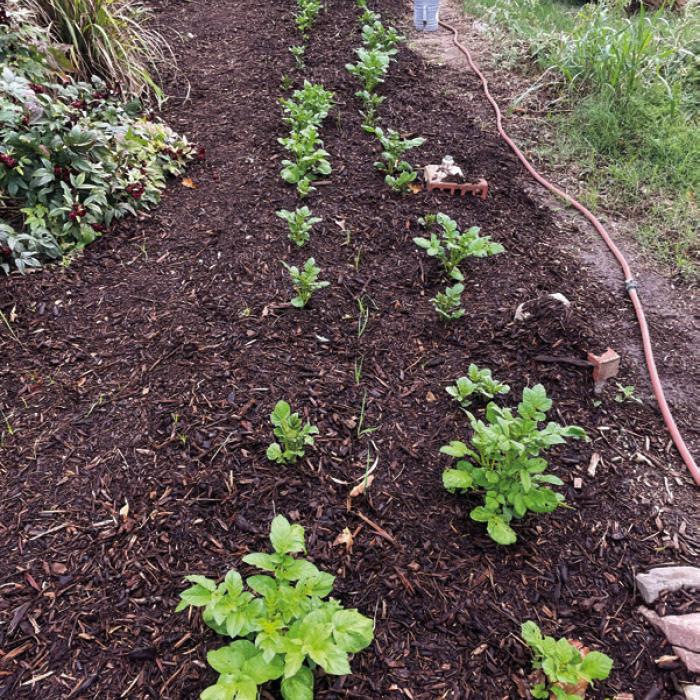 No-Work Gardening