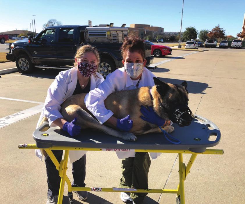 This photo is from earlier this month as Lobos was saying bye to his nurses and getting ready to go home after spending a week in Texas A&amp;M’s veterinary hospital receiving cancer treatments.