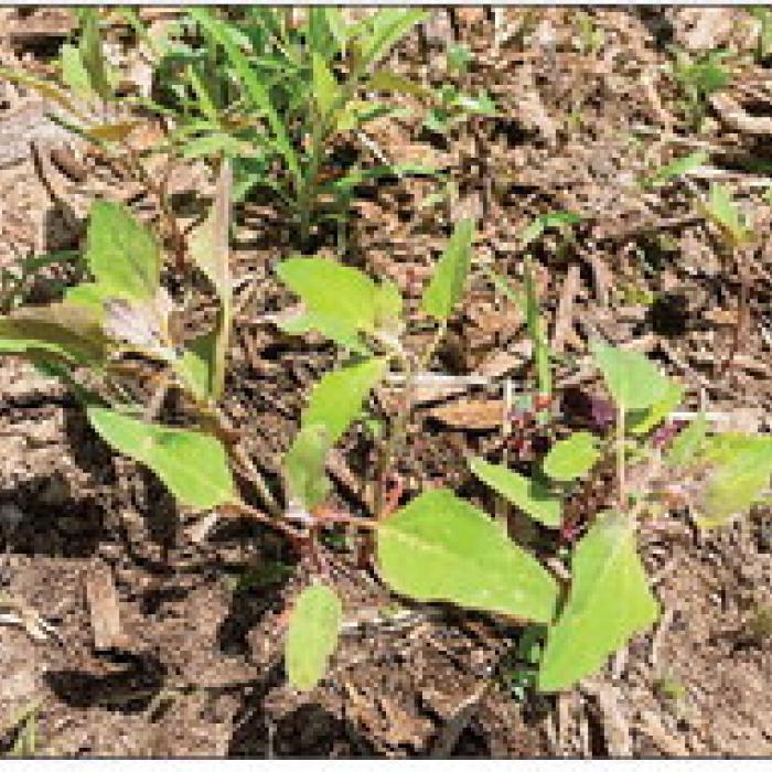 A few huauzontle seedlings are pictured in the foreground. There are three or four more growing in the patch of small weeds behind them. I have to be super careful weeding when they are at this stage.