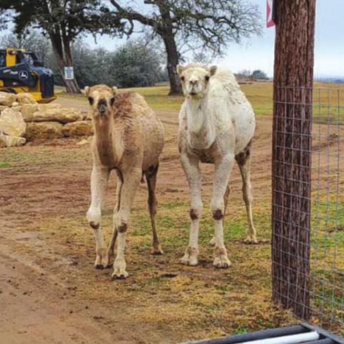 The camels at Sanctuary Serengeti in Plum were just fine last week after the snow had melted.