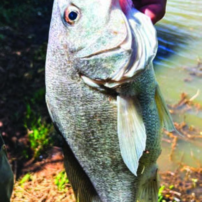 I caught this gaspergou and ate him for supper Saturday night.