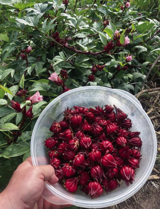 Gardening Patience Rewarded With Roselle