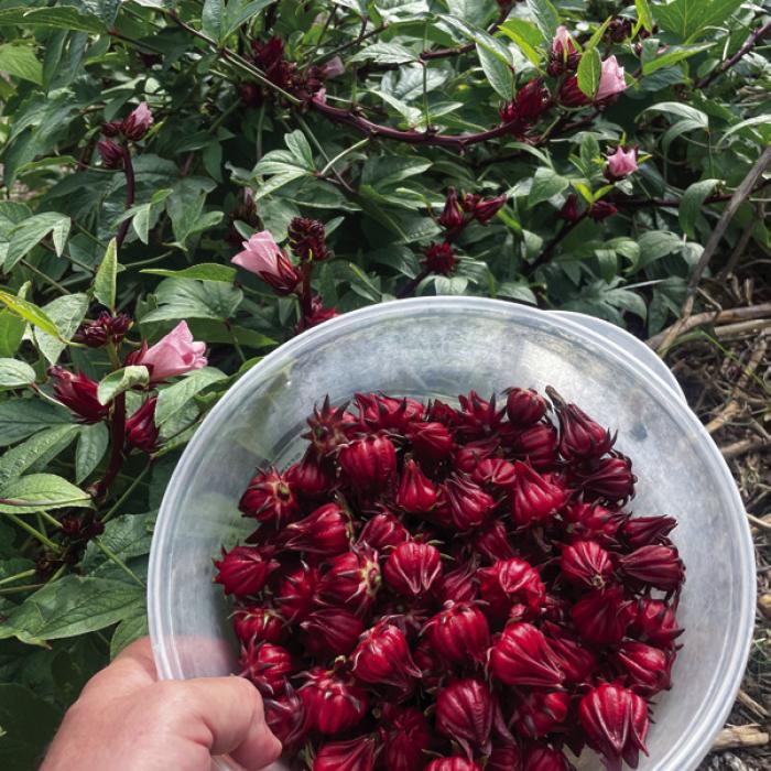 Gardening Patience Rewarded With Roselle