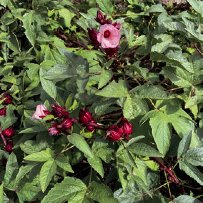 Even if you don’t harvest the fruit, I think roselle makes for a wonderful landscape plant this time of year, when it flowers. Pictured below is my first harvest of roselle.