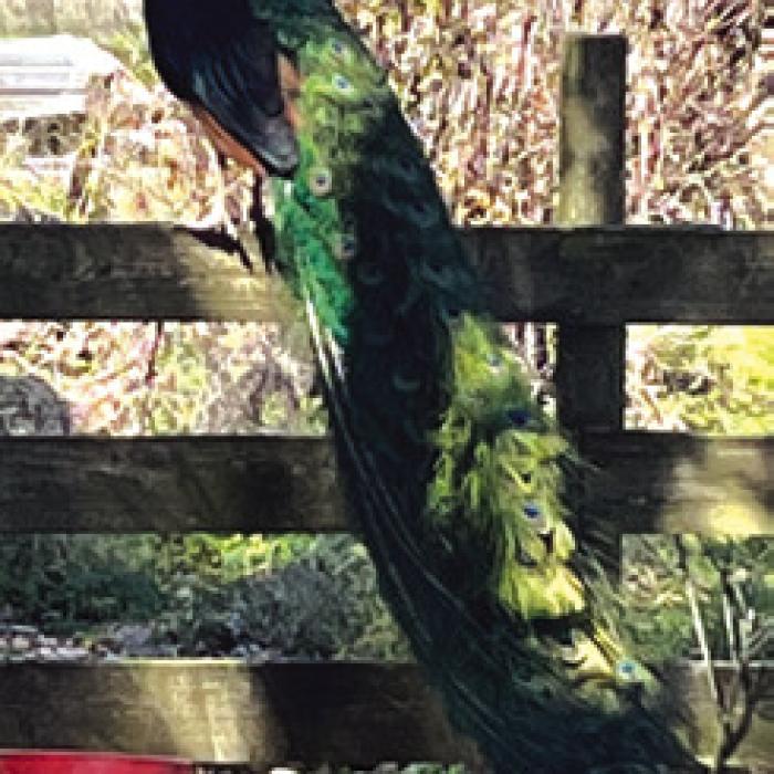 A peacock at Judge Ed Janecka’s place in Dubina.