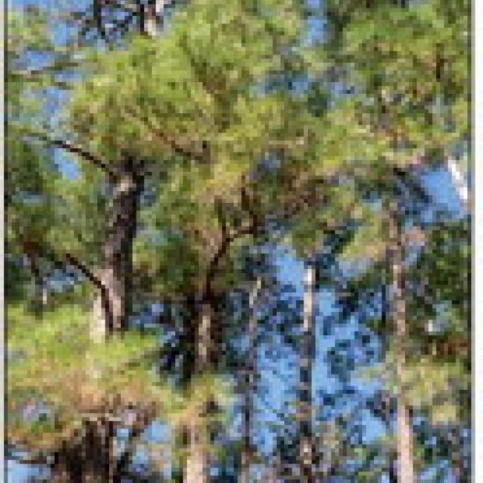 Towering pines in northwest Fayette County.
