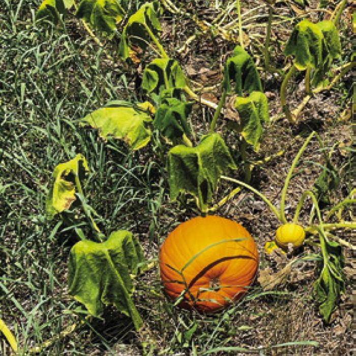 Aftermath of Shooting Pumpkins