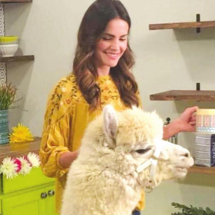 Local Alpaca Stars In Commercial