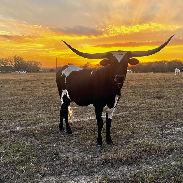 A longhorn poses at sunset last week near Cozy Corner. Photo by Jeff Wick