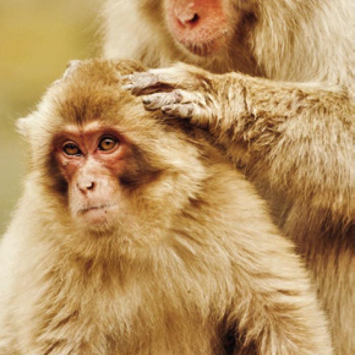 A Japanese Snow Monkey grooms her young. Photo by Adam Goldman/Wikimedia Commons