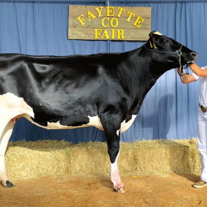 Annual Fayette County Fair Livestock Results