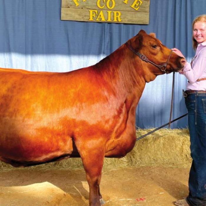 Annual Fayette County Fair Livestock Results