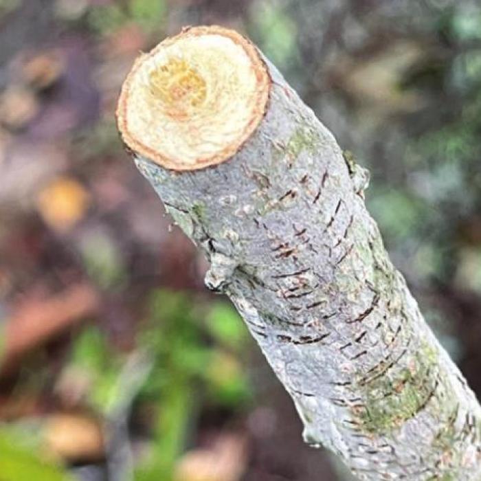 Damage caused by twig girdler insects.