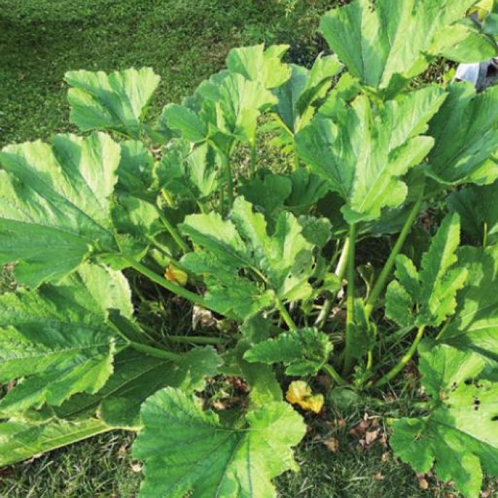 A zucchini plant that volunteered in my front yard among Bermuda grass and weeds.
