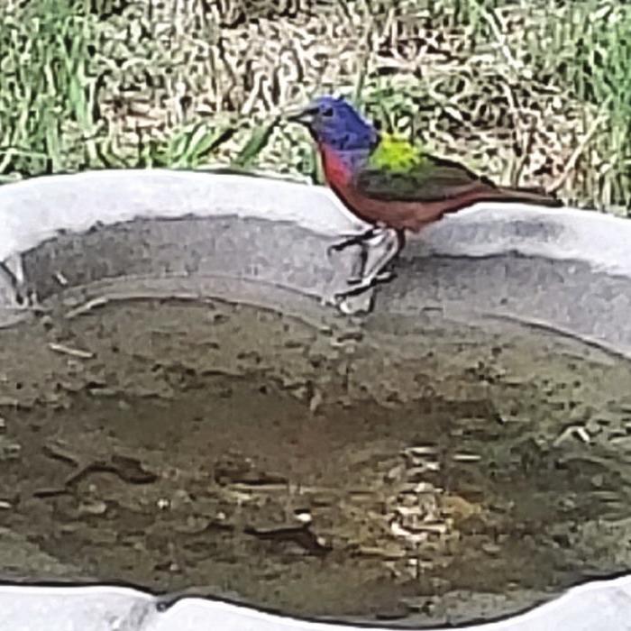 Painted Bunting in Muldoon