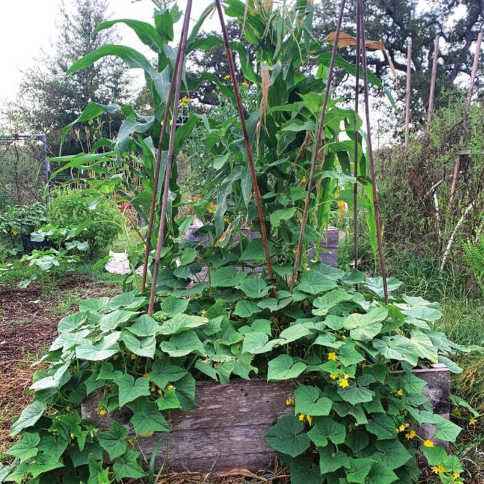 This raised bed is growing cucumbers, field corn and sunflowers (which haven’t bloomed yet).