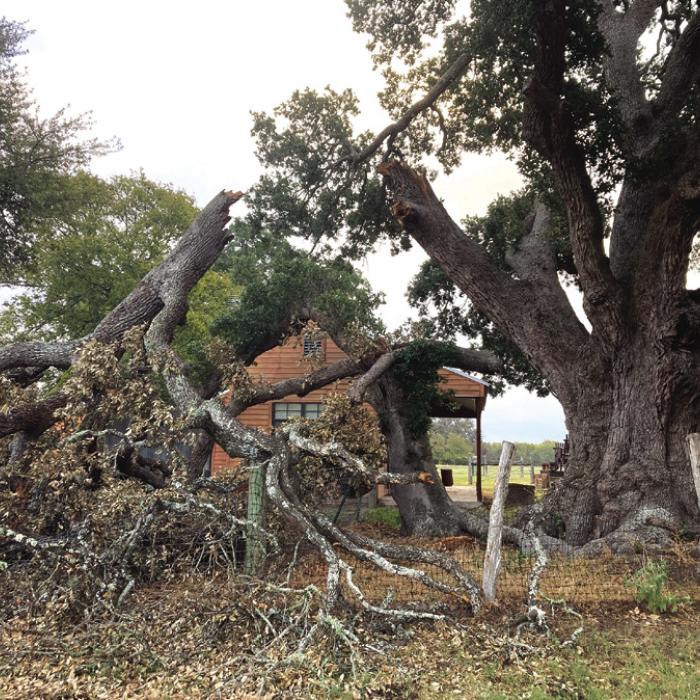Limb on 440-Year-Old Oak Falls