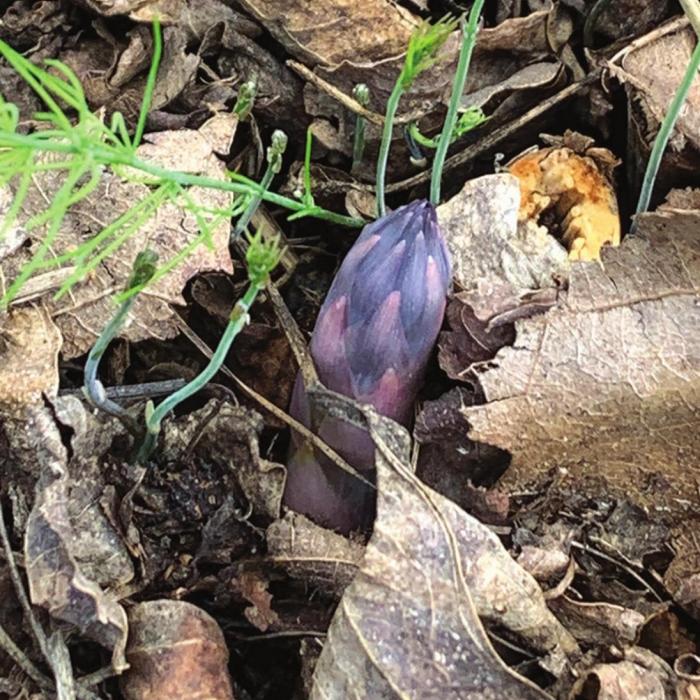 On Wednesday, Feb. 3, I noticed the first purple spear emerging from my asparagus patch. The little green shoots are asparagus plants that volunteered from last year’s seed. Photo by Andy Behlen