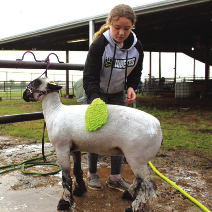 Lylah Robertson of the Round Top-Carmine gets her lamb looking perfect Friday before the show.