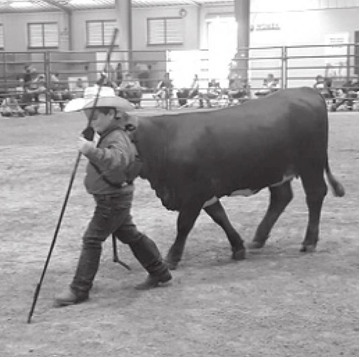 Rilan Karish participated in his first official show – the Beefmaster Open and Heifer Show – on June 27. He is shown here with his heifer, Polly.
