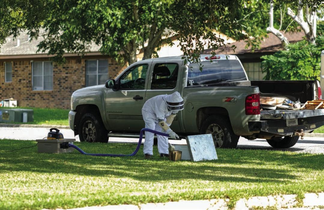 Local beekeeper Don White uses a homemade vacuum contraption to remove a hive of honeybees from a yard at the corner of Horton St. and Reed St. in La Grange. La Grange Animal Control Officer Dean Ahlschlager called on White after the bees moved into a water meter at the property. White said the vacuum sucks up the bees and transfers them to a cage unharmed. White relocated the hive to his place in the country, where they will go to work for him making honey. Staff photo by Andy Behlen