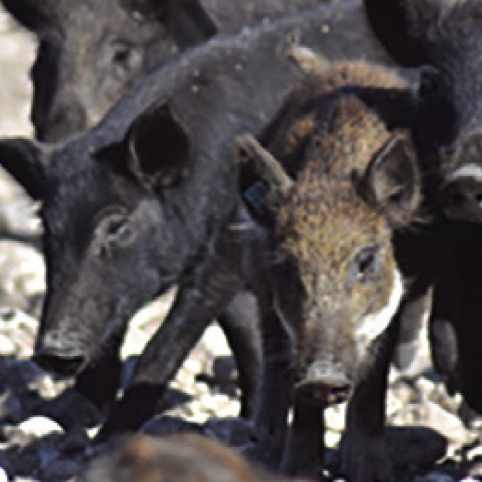 Wild hogs do a lot of damage. Texas Parks and Wildlife photo.