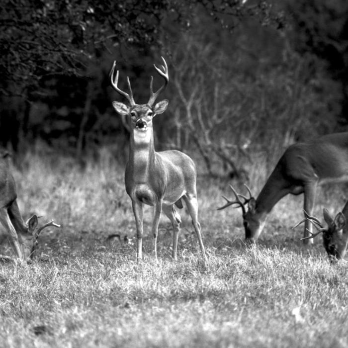 Texas Whitetail Deer Hunters Can Look Forward to Favorable Season