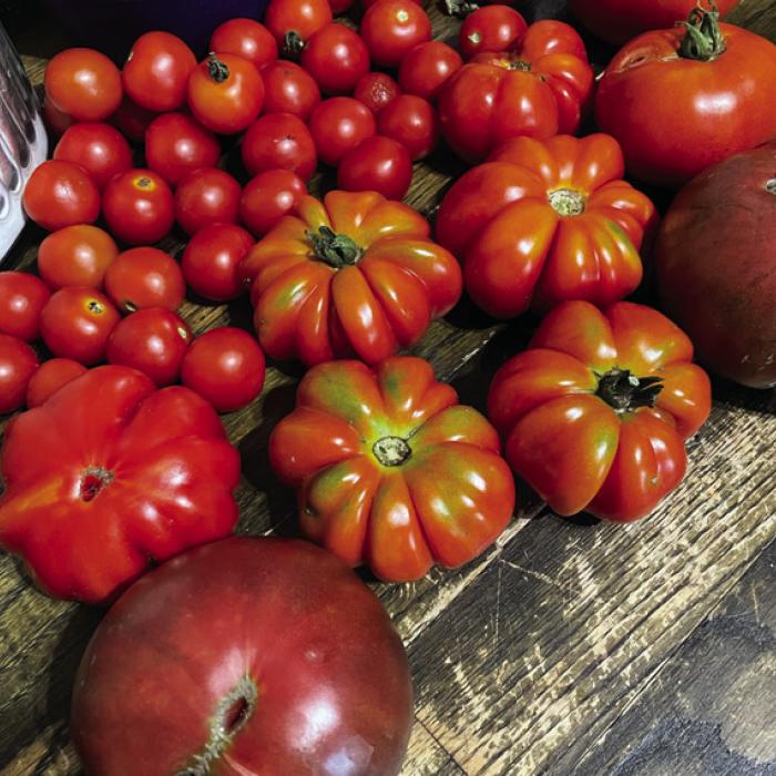 A few tomatoes from my garden: Cherokee Purple, Big Boy, Grappoli d’ Inverno and Costoluto Fiorentino.