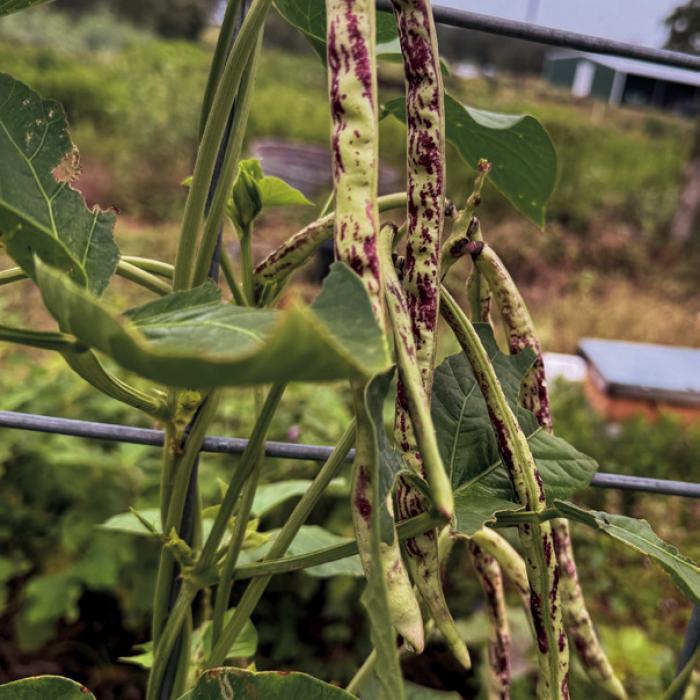 This year I’m growing some Thai soldier beans for the first time. They’re related to cowpeas but you can eat them like green beans. They love the heat.