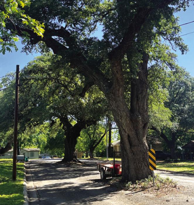 Milam Street between College and Lester Streets has two large oaks next to each other.