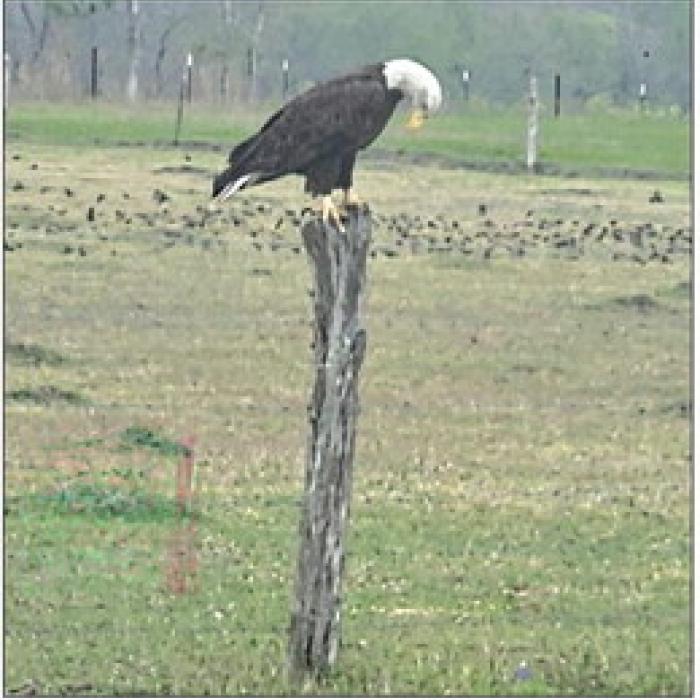 Mona Reynolds captured some stunning shots of a bald eagle on March 23 on FM 155 between Weimar and La Grange and was kind enough to share some pictures with us.