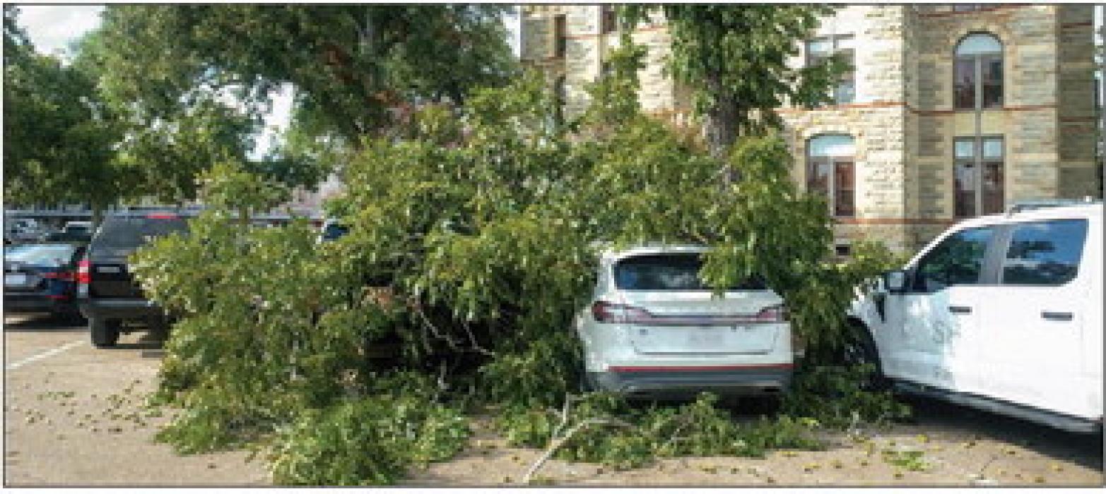 A large limb fell out of a pecan tree on the east side of the Fayette County Courthouse in La Grange on Wednesday morning, Sept. 20. The limb was loaded with green pecans. It fell onto several vehicles, including one owned by District Attorney Peggy Supak, which suffered some dents to the hood and roof. Photo by Andy Behlen
