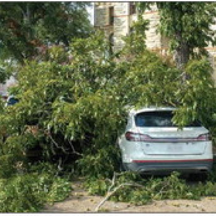 A large limb fell out of a pecan tree on the east side of the Fayette County Courthouse in La Grange on Wednesday morning, Sept. 20. The limb was loaded with green pecans. It fell onto several vehicles, including one owned by District Attorney Peggy Supak, which suffered some dents to the hood and roof. Photo by Andy Behlen