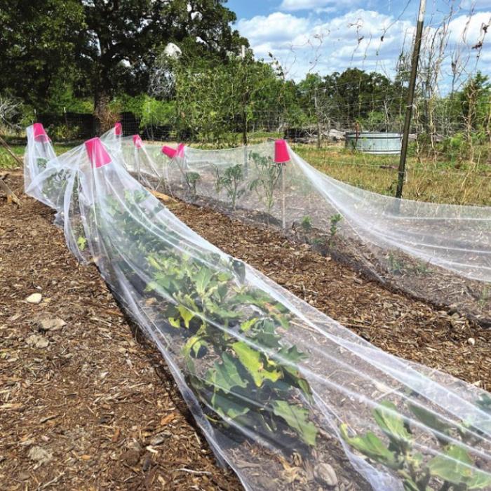 Try Tulle to Keep Out Grasshoppers