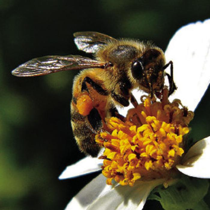 Honey bees might have had a tough time collecting enough food last year to survive the winter. It might be a good idea to set out some sugar water for them on sunny days until the spring flowers arrive.