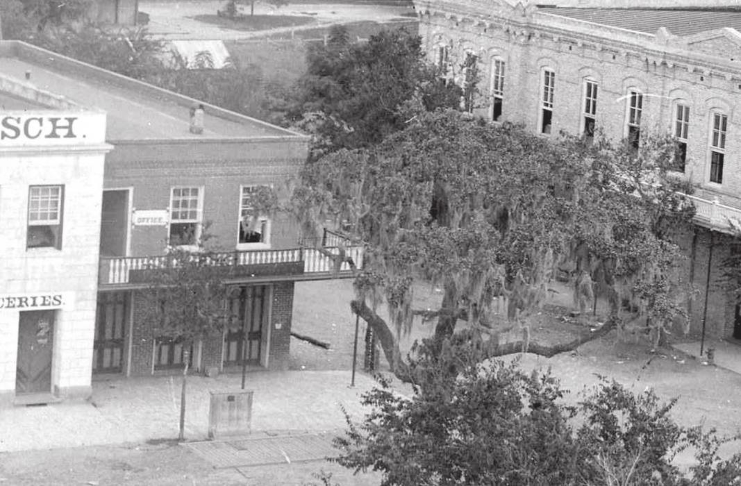 This detail from an 1895 photograph shows the Historic oak laden with Spanish moss in front of the old red brick Sinks building [PHO 1981.54.9], courtesy of the Fayette Heritage Museum and Archives.