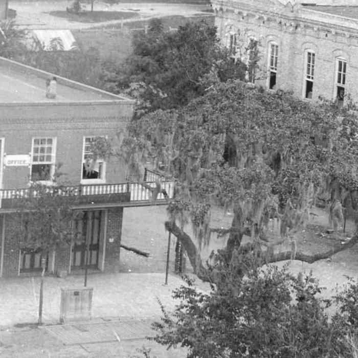 This detail from an 1895 photograph shows the Historic oak laden with Spanish moss in front of the old red brick Sinks building [PHO 1981.54.9], courtesy of the Fayette Heritage Museum and Archives.