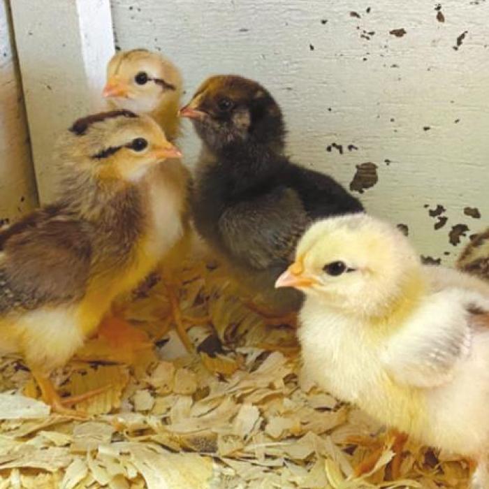 The Remnant Acadamy kids hatched a total of 16 chicks.