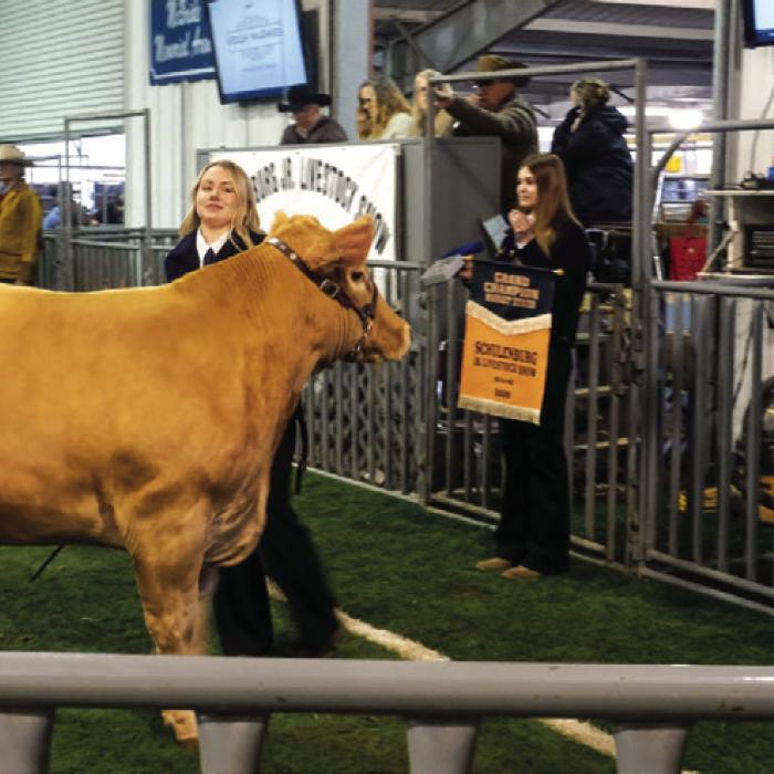 Schulenburg Champion Steer Sells for $15,750