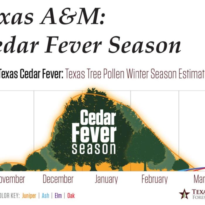Cedar Fever Season in Texas