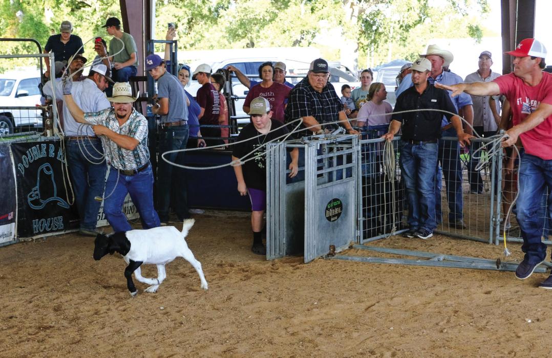 Folks attending the Fayette County Fair Junior Commercial Heifer Show at the Fairgrounds this Saturday got treated to some goat roping. About 200 teams got in on the action, which capped off a very successful Junior Commercial Heifer Sale. Organizer Lee Fritsch said 134 bred heifers sold in the show at an average price of $2,691. The events serve as a kick-off to the rest of the 95th annual Fayette County Fair, which begins Thursday. Photo by Andy Behlen